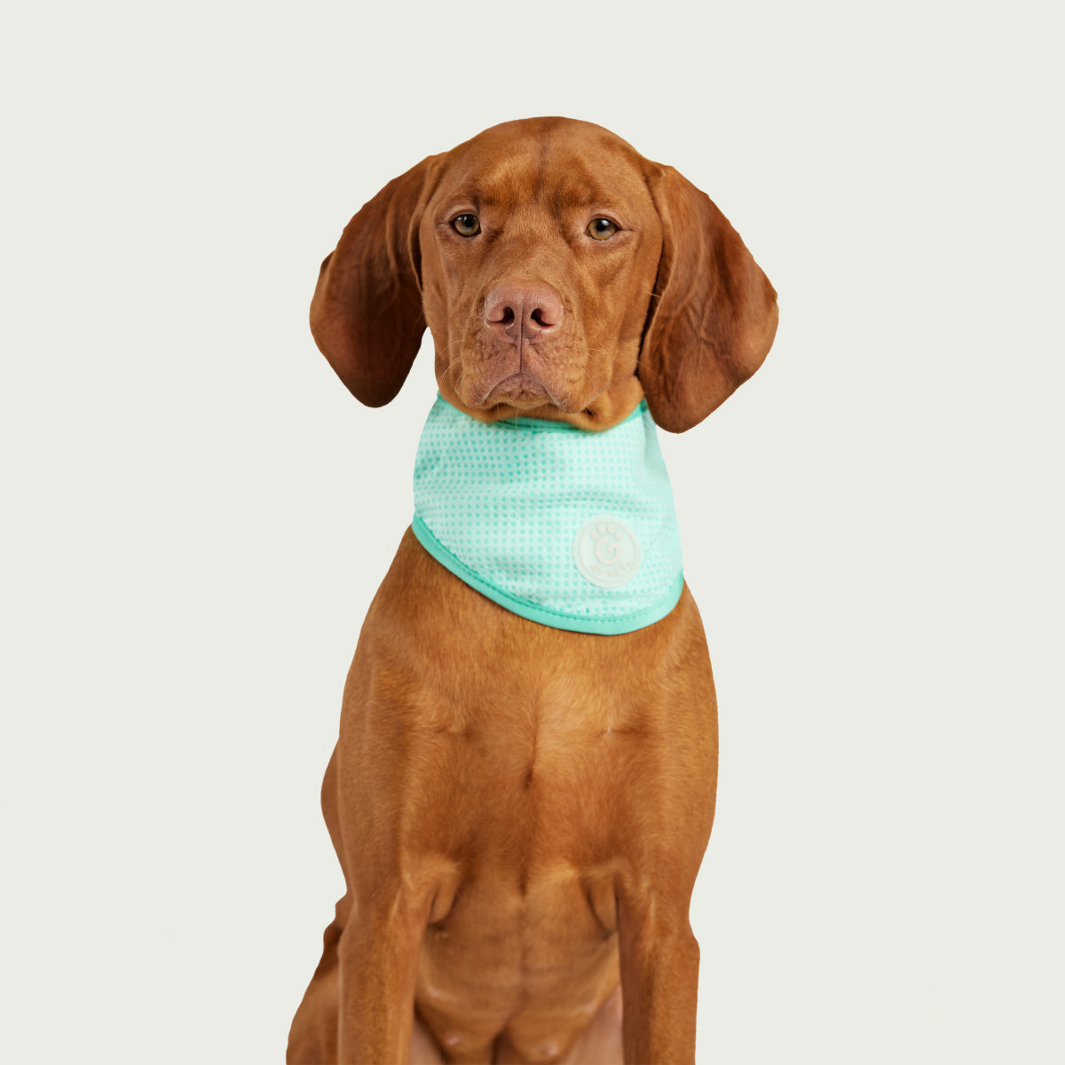 Bandana Rinfrescante per Cani | GF Pet Canada | Azzurro Cristallo