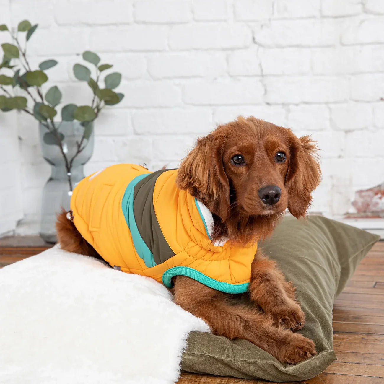 Giacca per cani GF Pet Alpine | Cappotto invernale impermeabile Elasto-Fit®