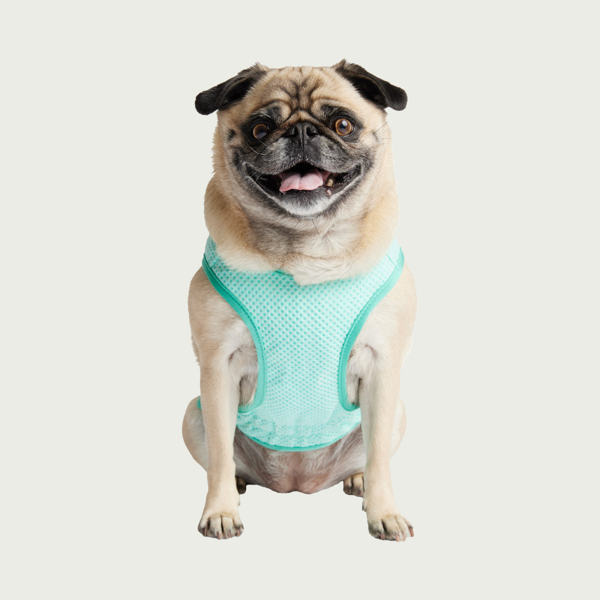 Gilet refrigerante per cani® | GF Pet of Canada | Acquamarina