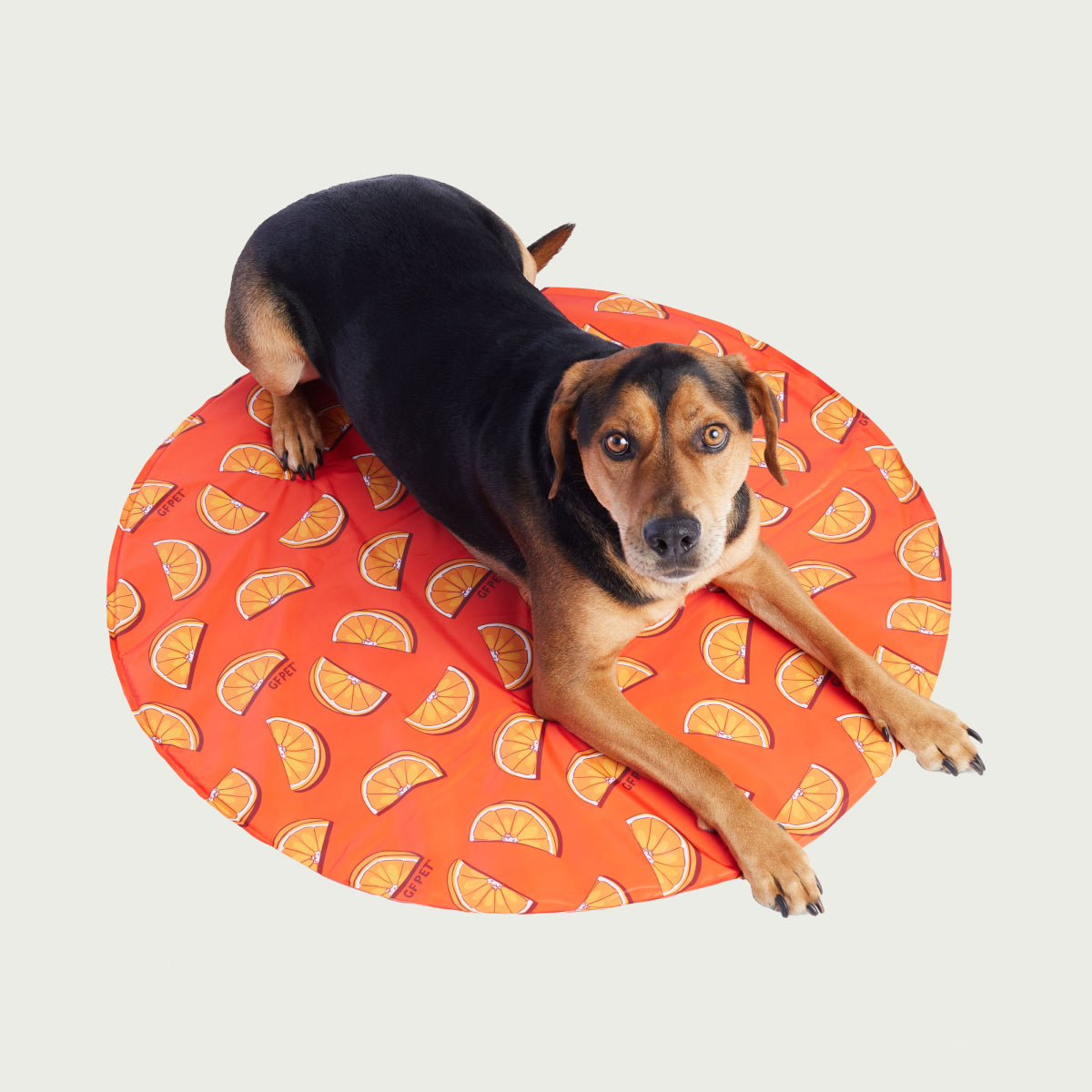 Tappetino Rinfrescante per Cani | GF Pet Canada | Colori Misti