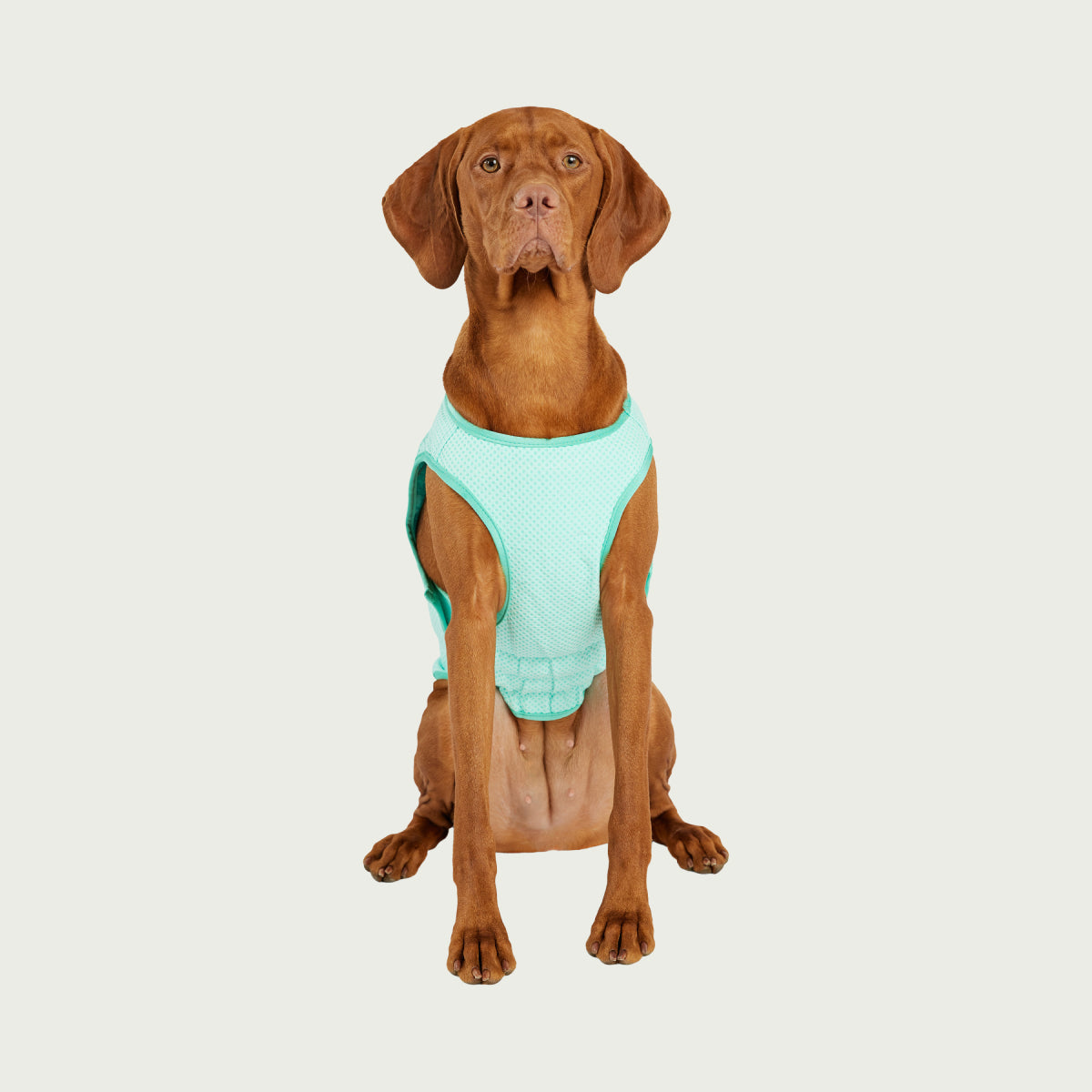 Gilet refrigerante per cani® | GF Pet of Canada | Acquamarina
