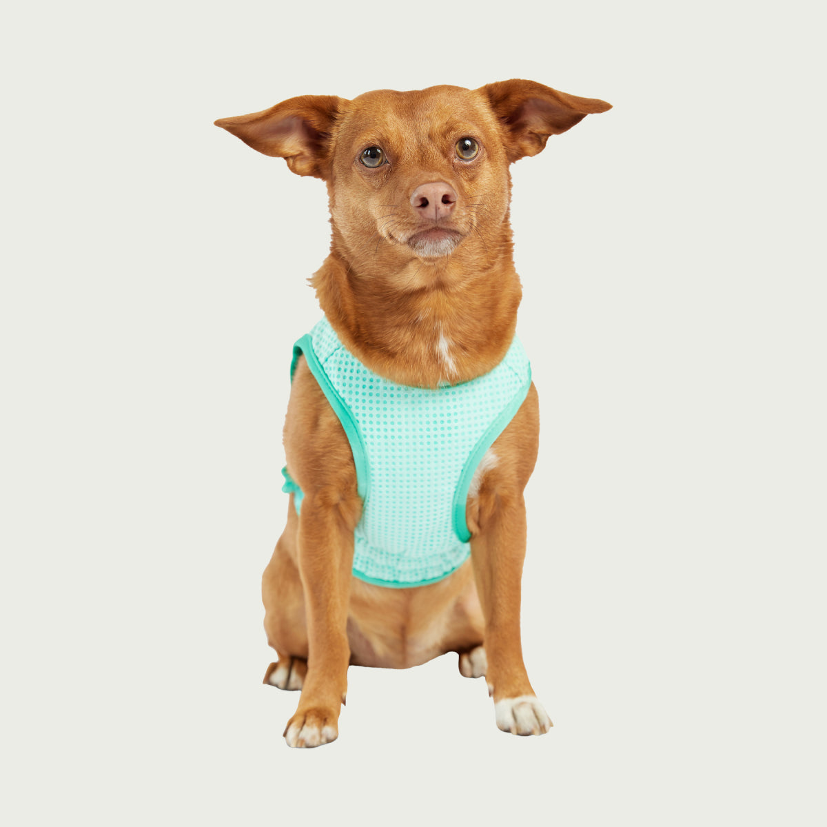 Gilet refrigerante per cani® | GF Pet of Canada | Acquamarina