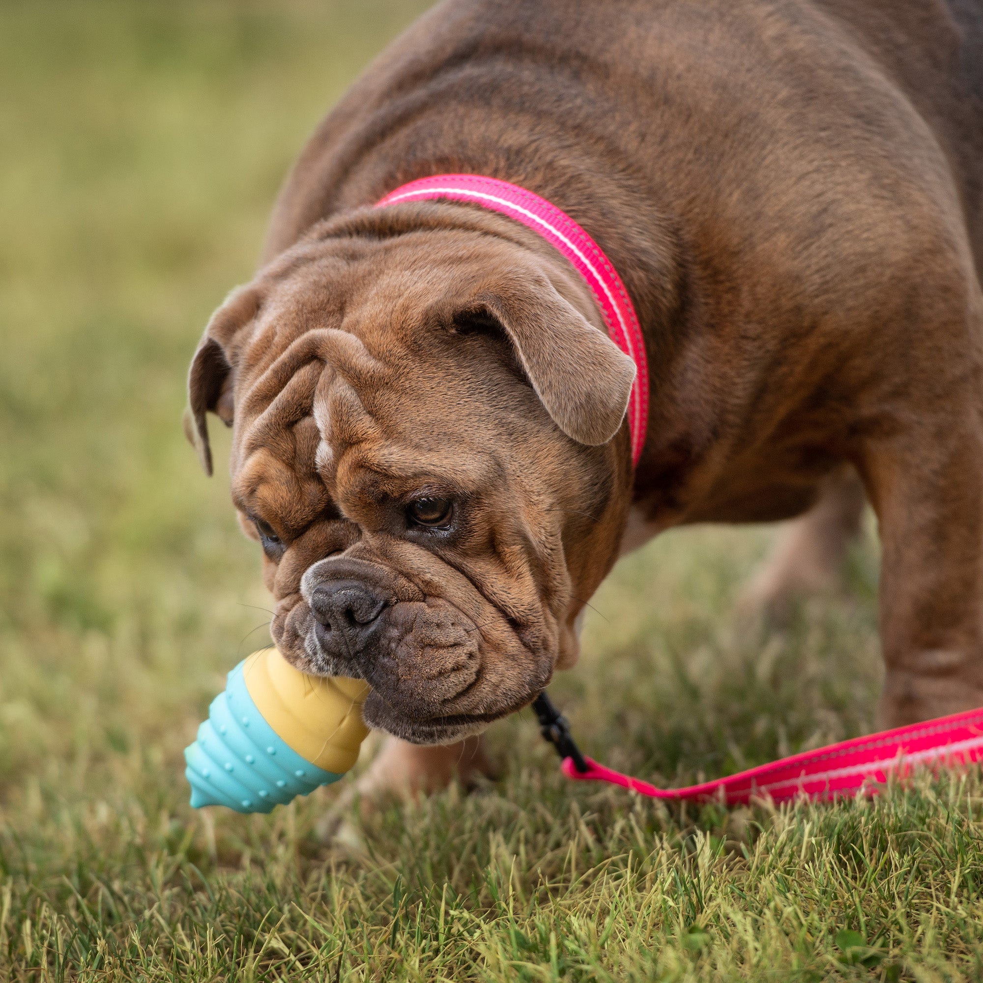 Set di raffreddamento da spiaggia di qualità | di GF Pet of Canada | Cane di grossa taglia