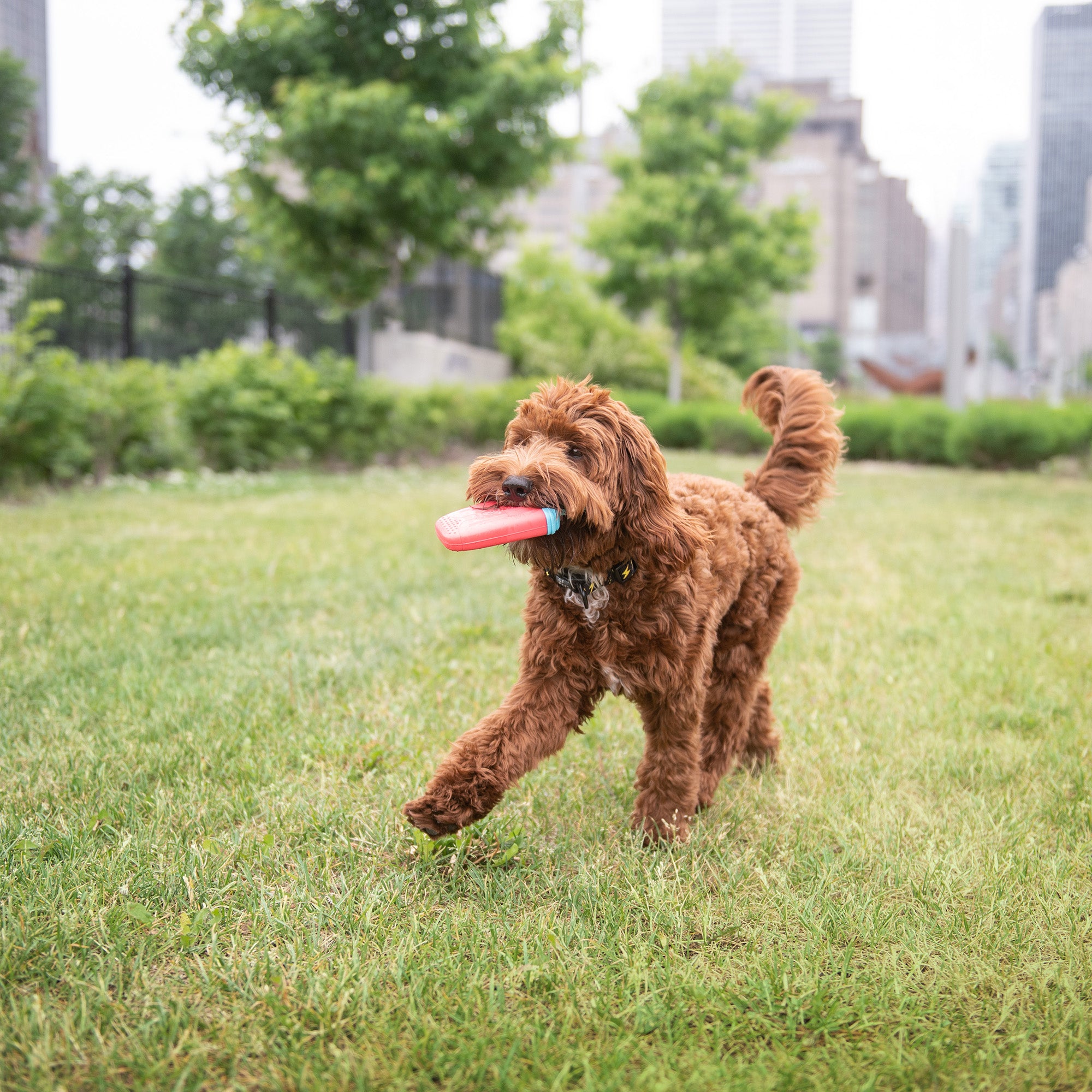 GF Pet | MIX di giocattoli rinfrescanti | Set di 2 giocattoli ghiacciati per cani