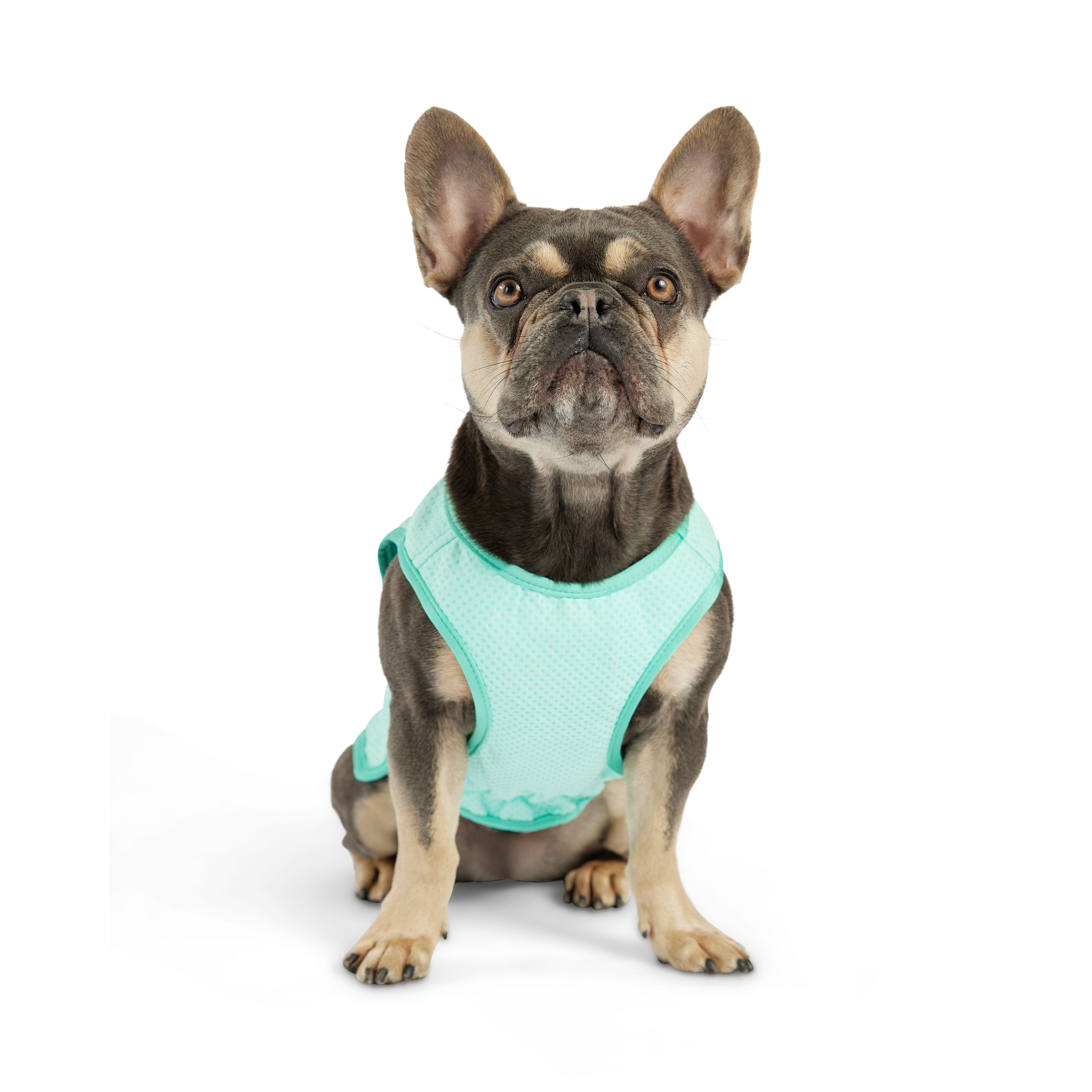 Gilet refrigerante per cani® | GF Pet of Canada | Acquamarina