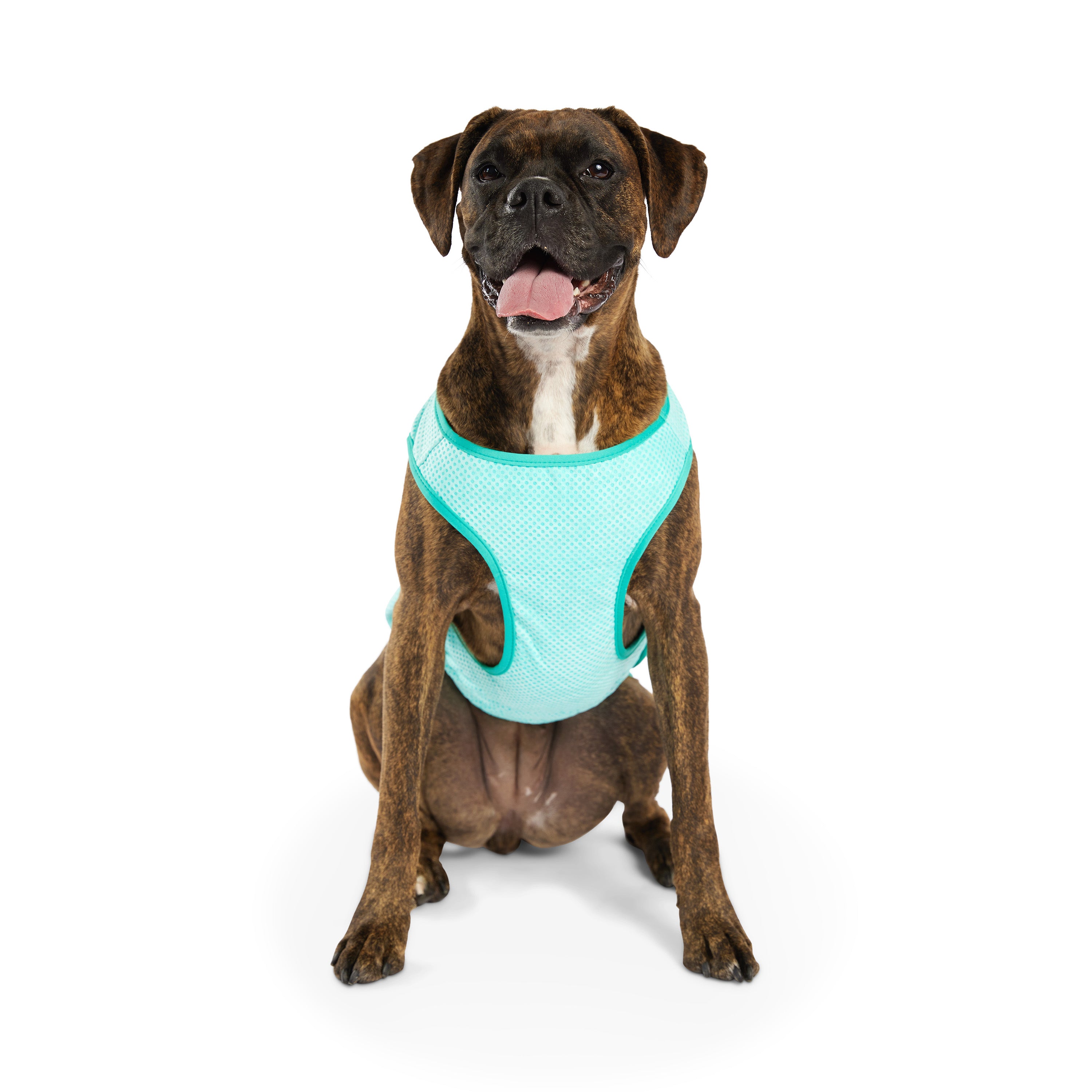 Gilet refrigerante per cani® | GF Pet of Canada | Acquamarina