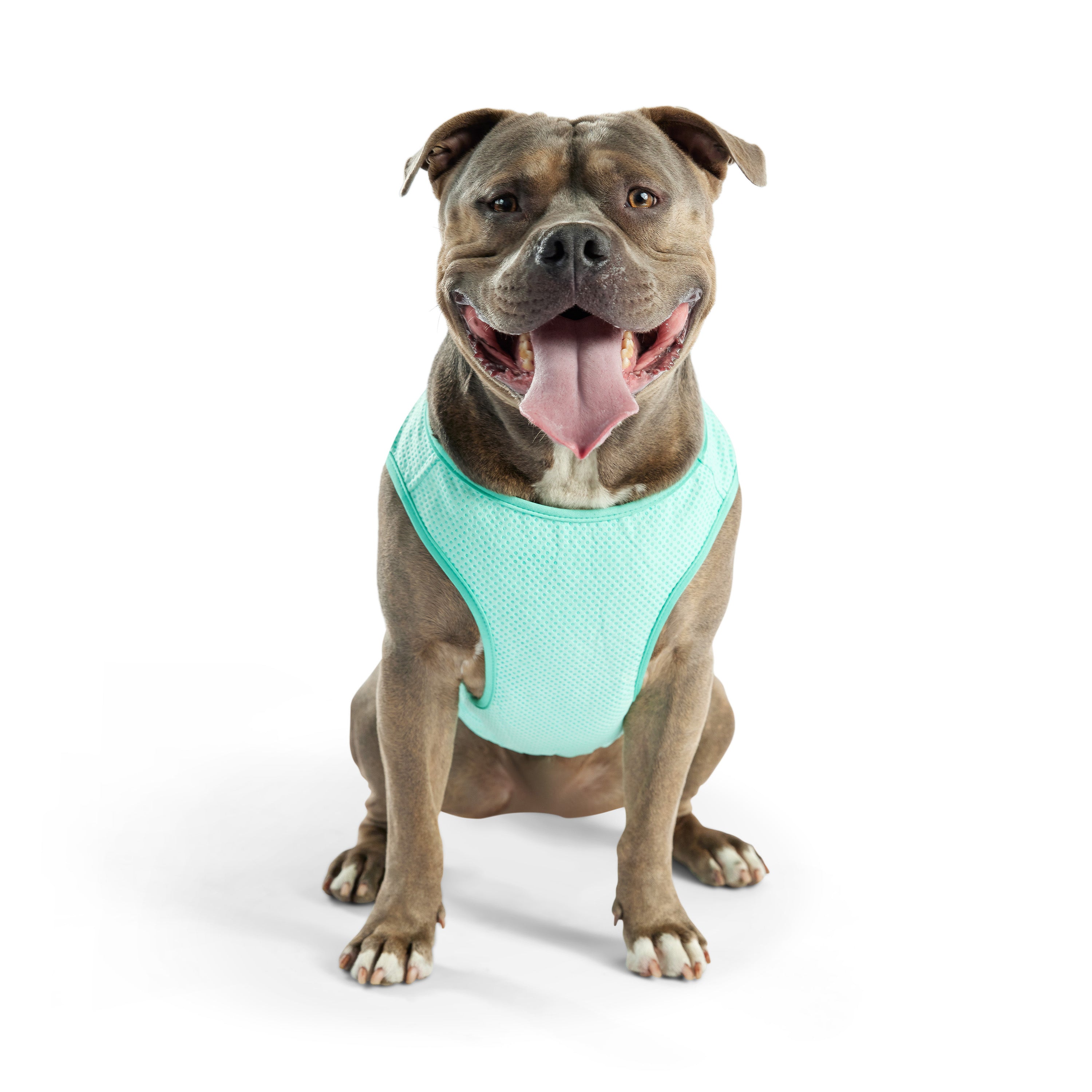 Gilet refrigerante per cani® | GF Pet of Canada | Acquamarina