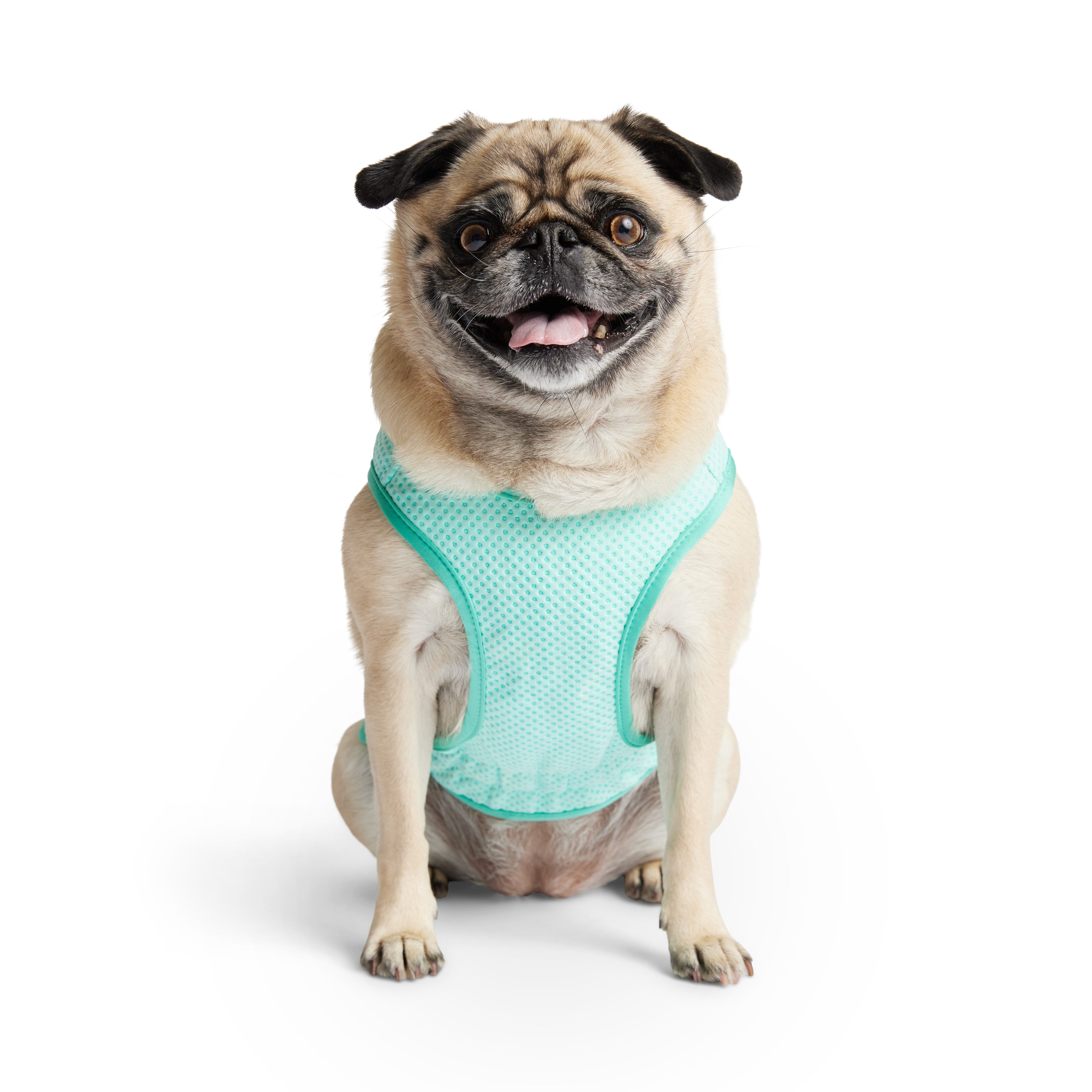 Gilet refrigerante per cani® | GF Pet of Canada | Acquamarina