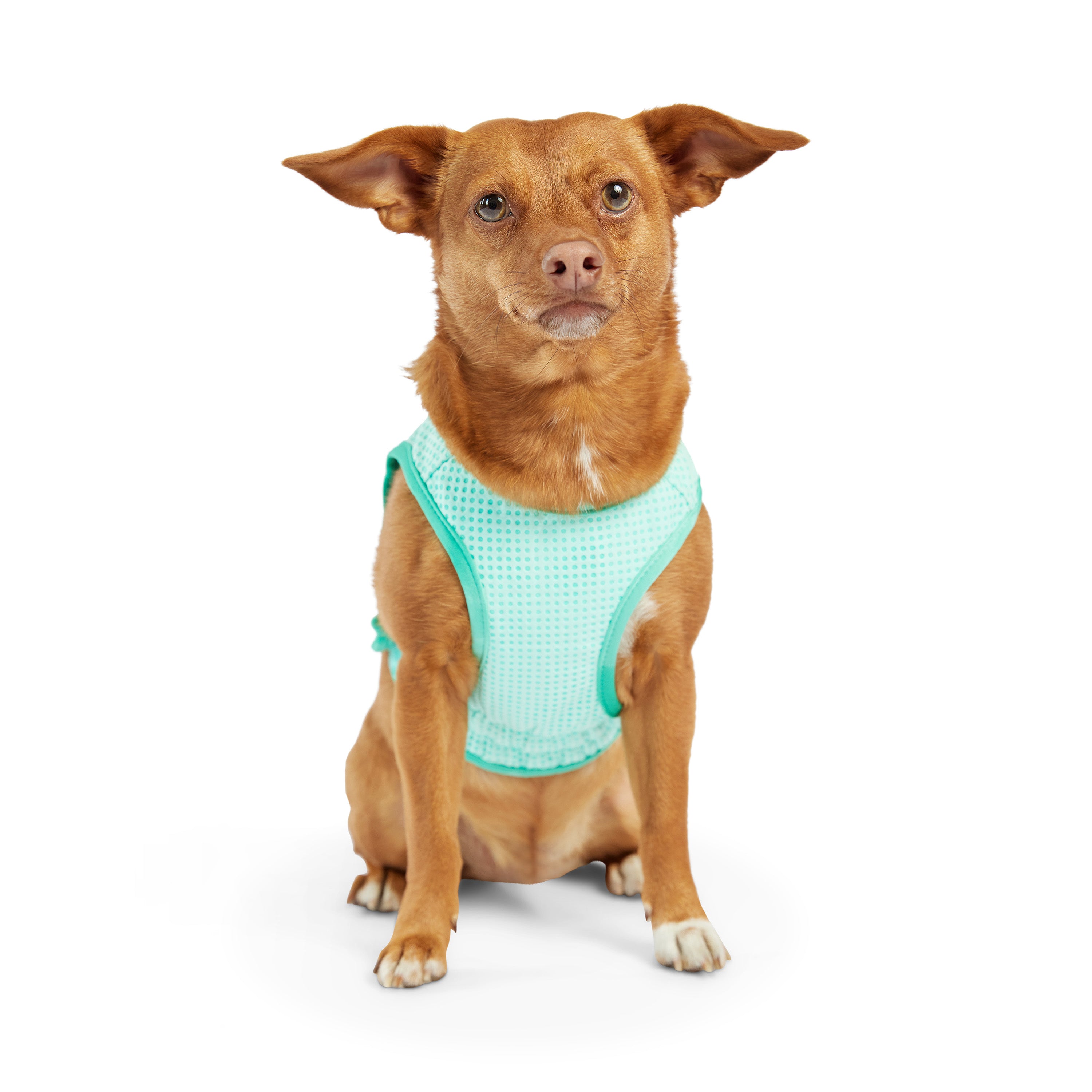 Gilet refrigerante per cani® | GF Pet of Canada | Acquamarina