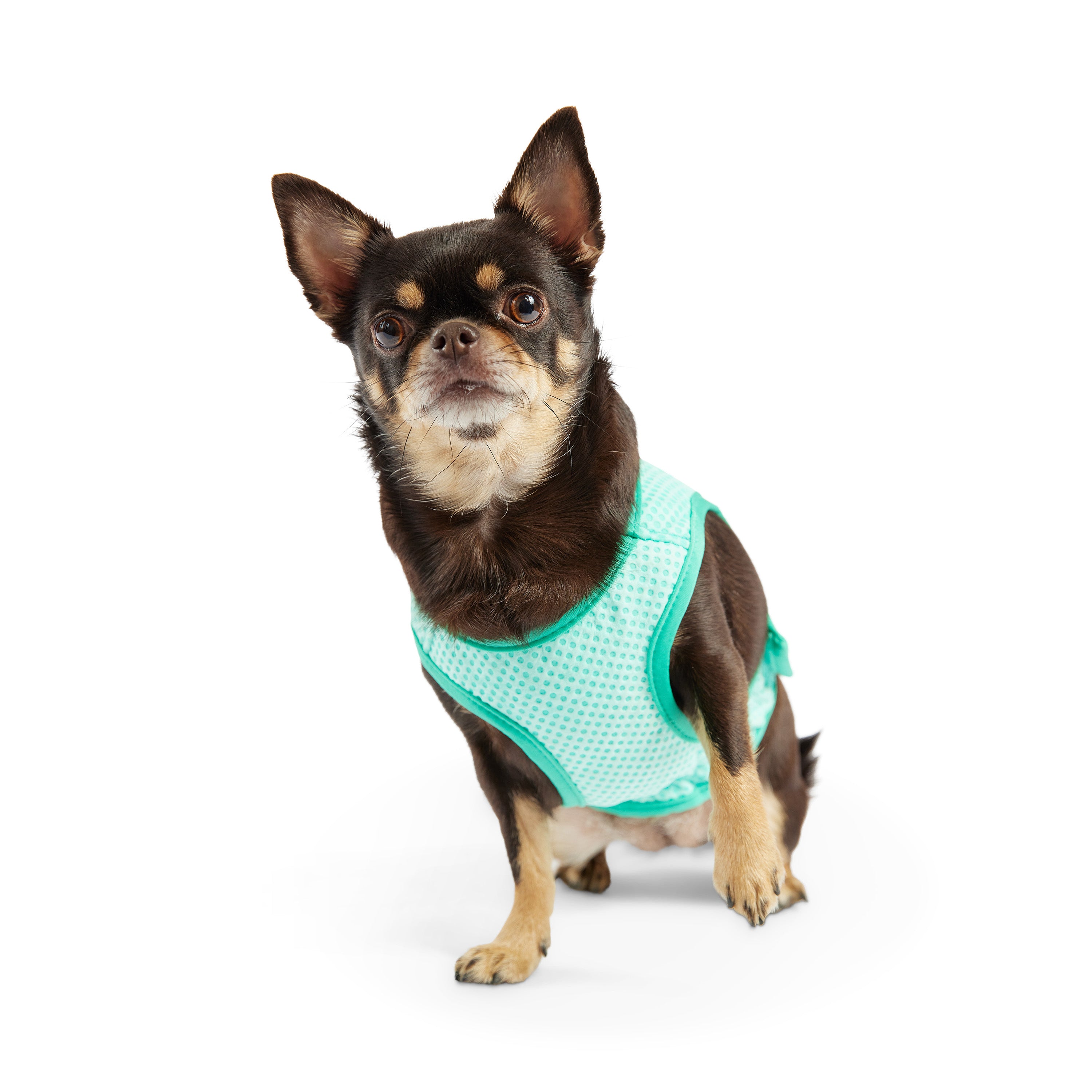 Gilet refrigerante per cani® | GF Pet of Canada | Acquamarina