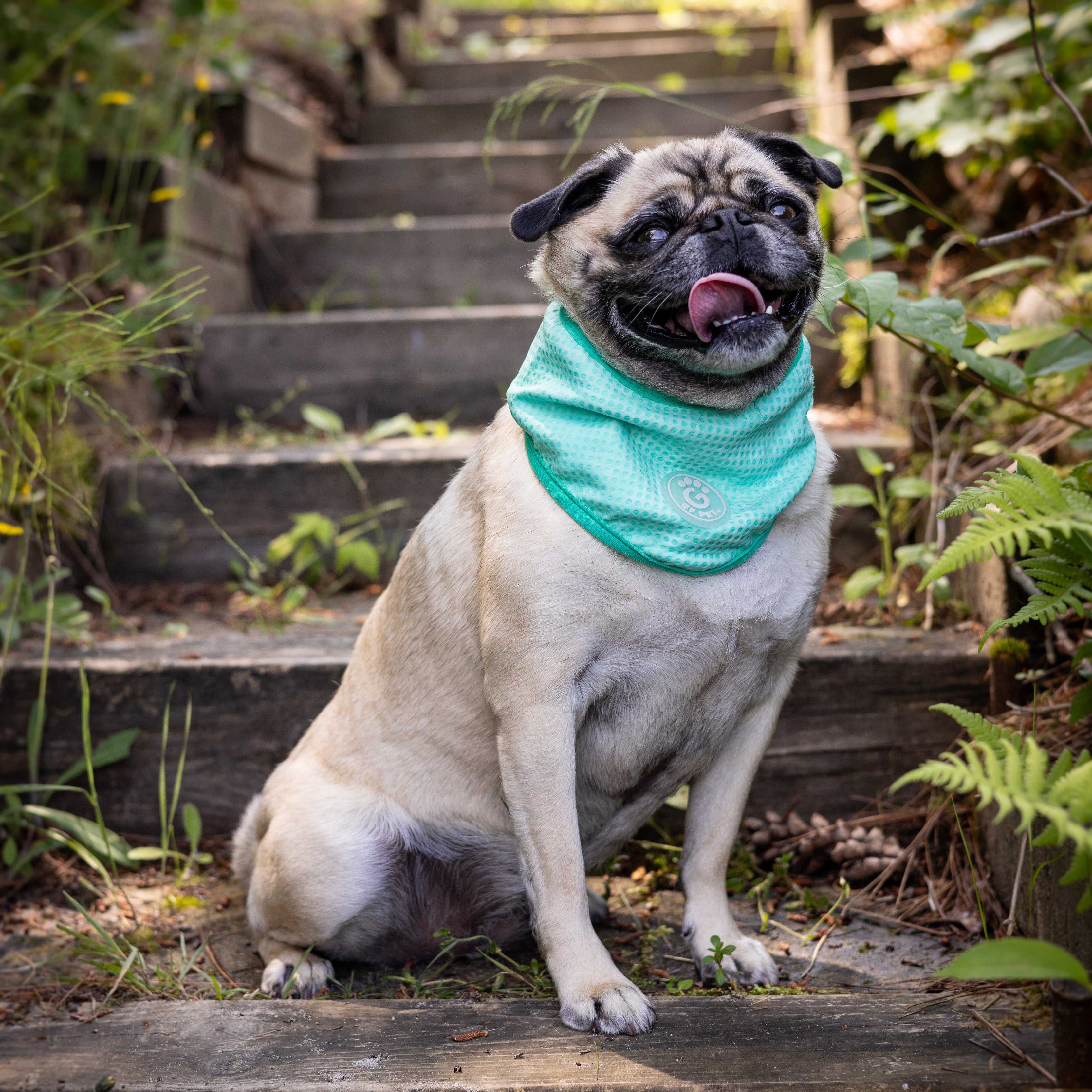  Bandana Rinfrescante per Cani | GF Pet Canada | Azzurro Cristallo
