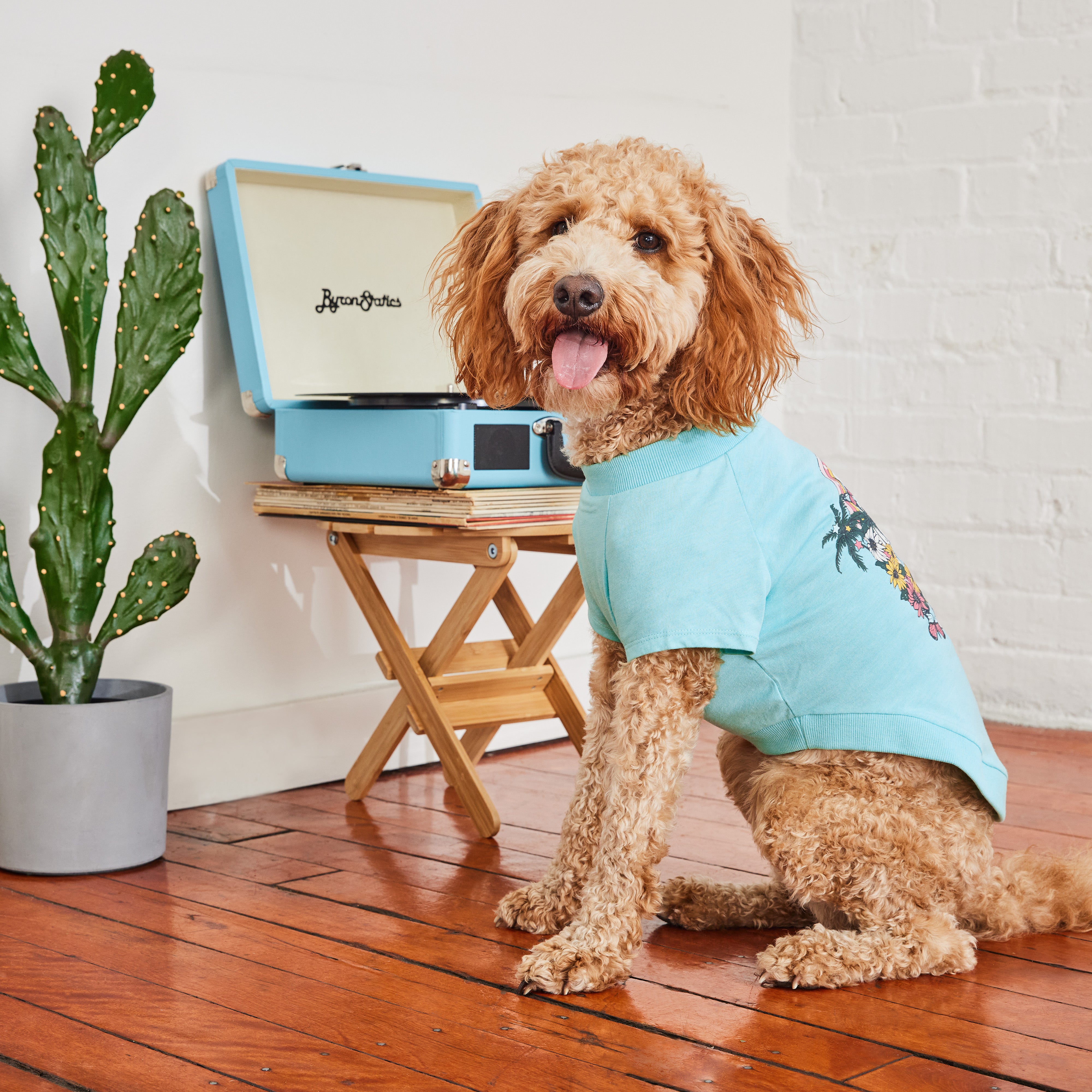 Maglietta Estiva per Cani | Collezione Autunno/Inverno | GF Pet | Azzurro Chiaro 