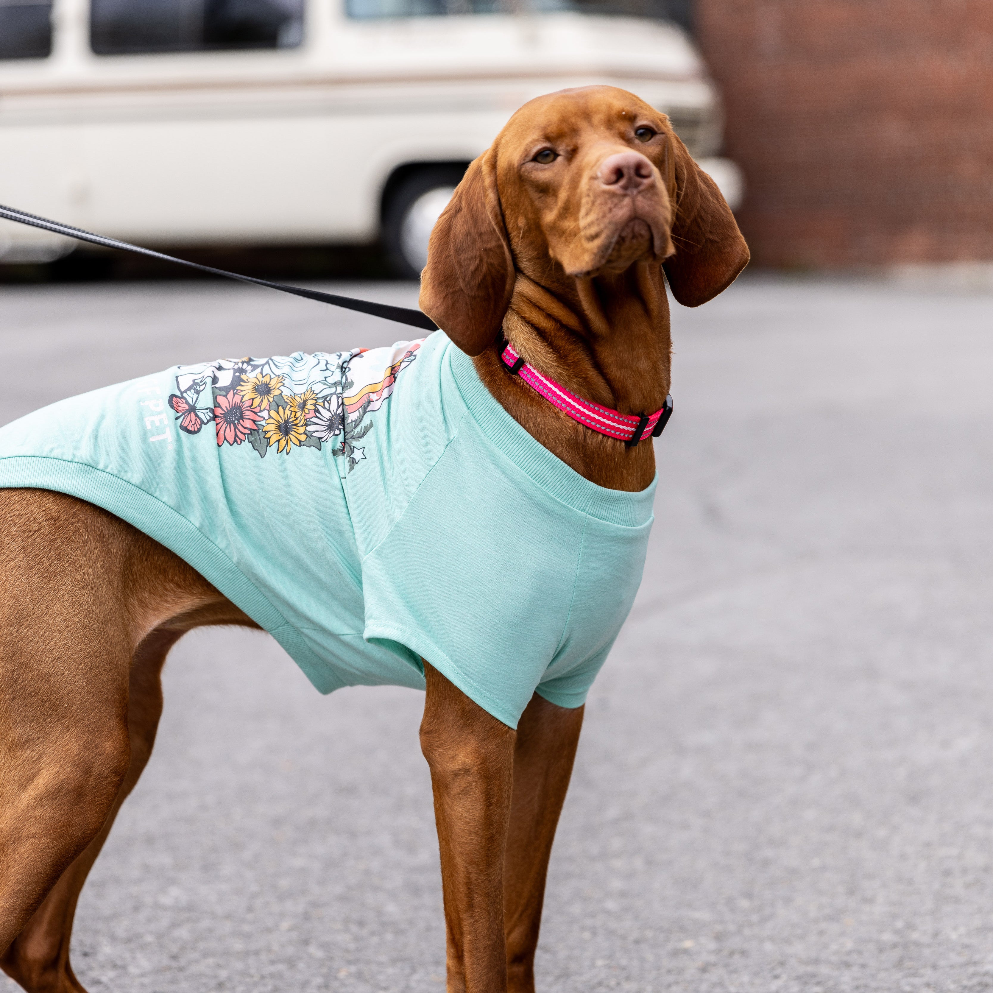 Maglietta Estiva per Cani | Collezione Autunno/Inverno | GF Pet | Azzurro Chiaro 
