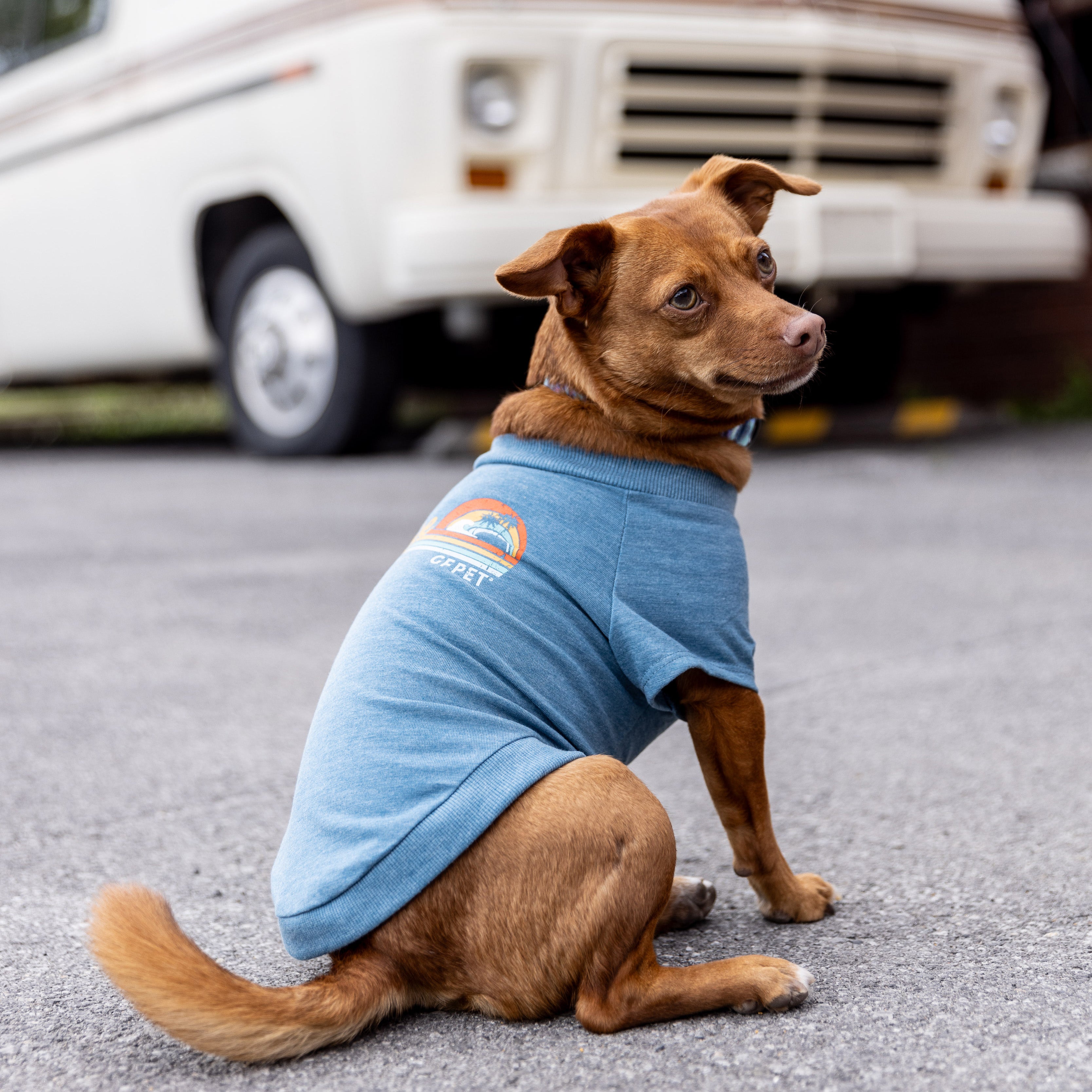 Maglietta Estiva per Cani | Collezione Autunno/Inverno | GF Pet | Blu Mare 