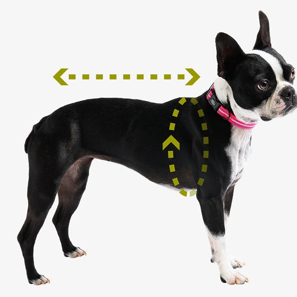Buldog